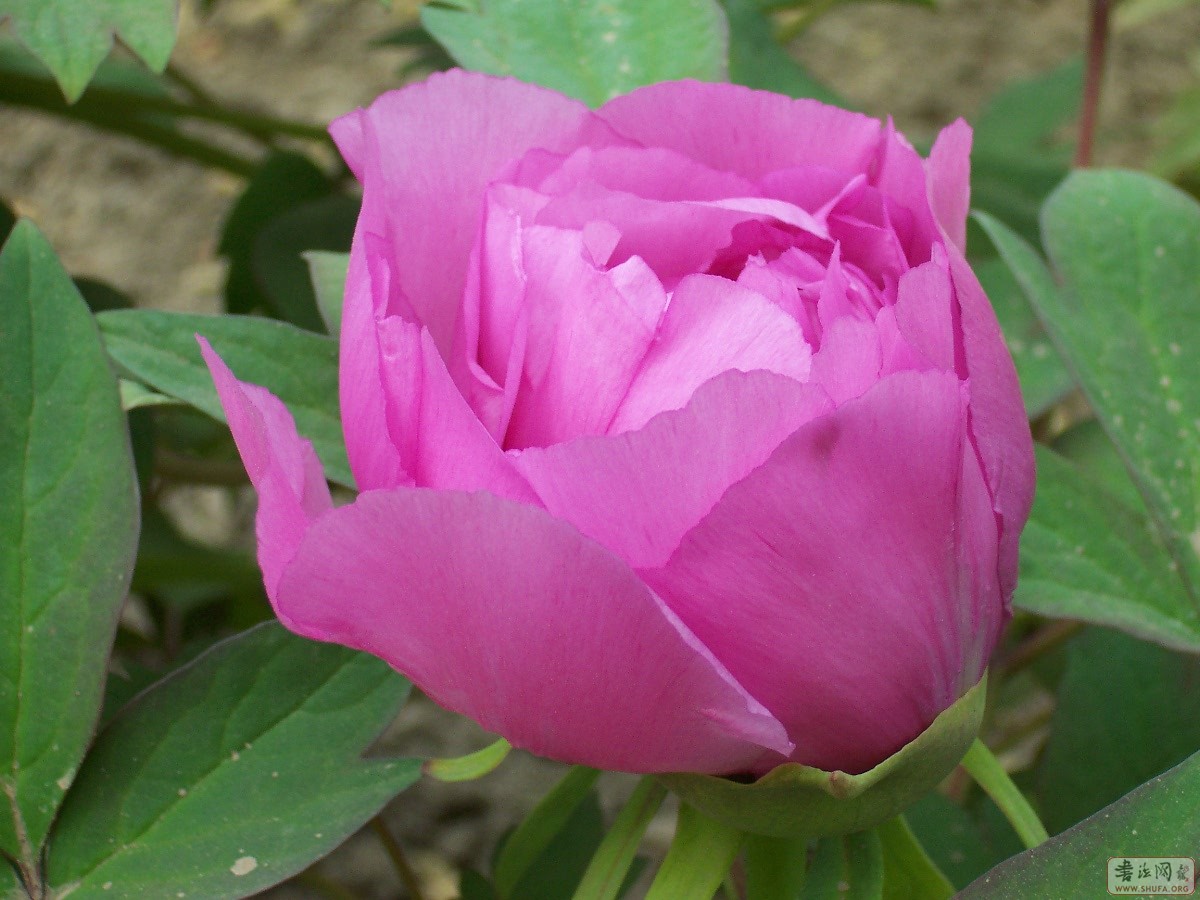 100_8274.jpg