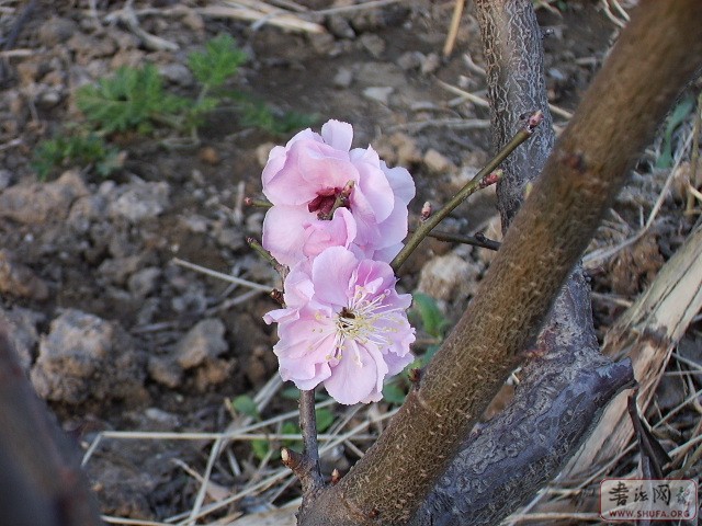 Զ黭Ʒ 002.jpg