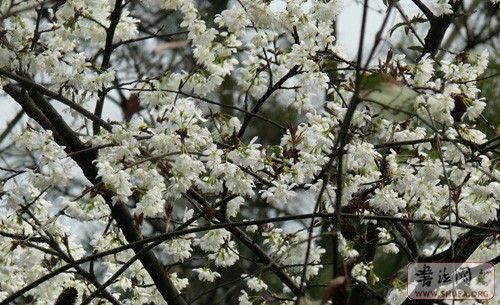 Ƭb 06766.jpg