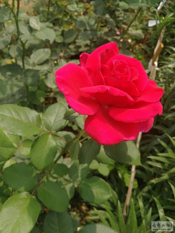 104932rm9zmwfdbm7lkmtl.jpg