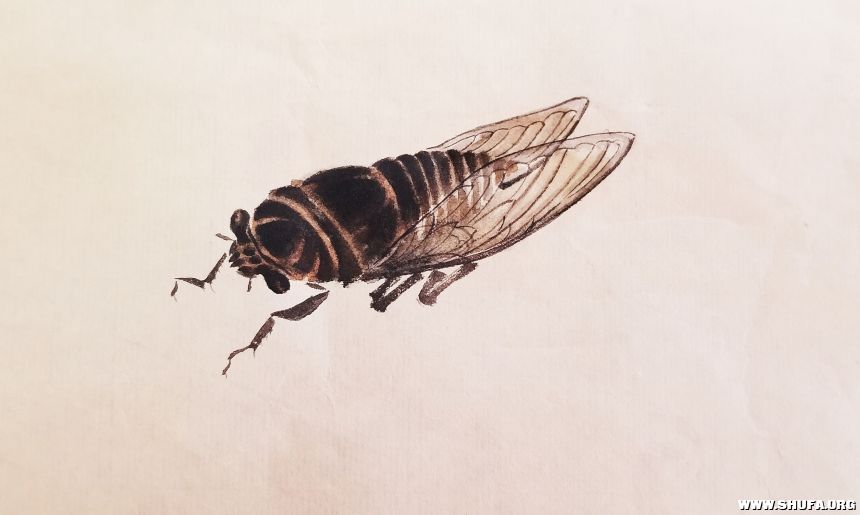 Cicada.jpg