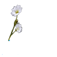 20070603_03b09c292ba9681ddf4aUgNe5AuTYTZD.gif