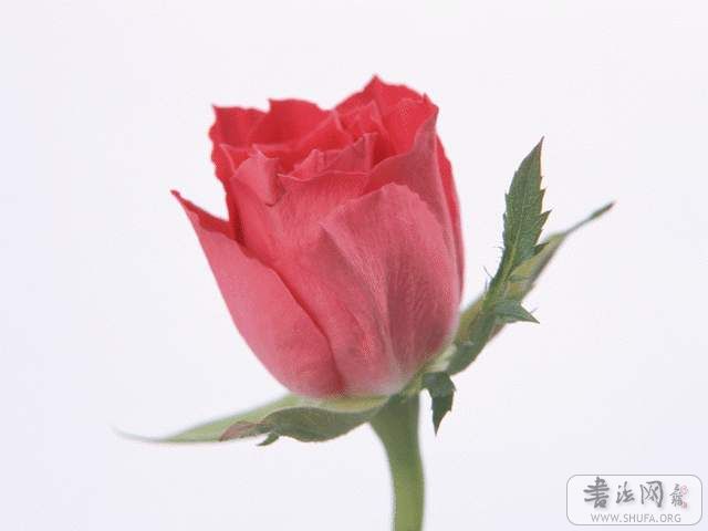 SJ007.JPG