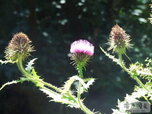 DSCF9353.jpg