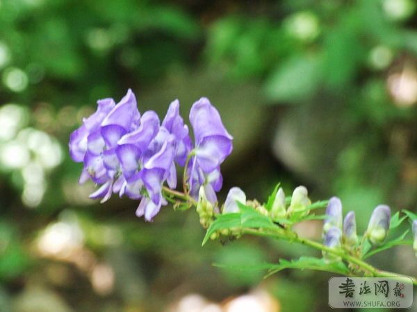 DSCF9363.jpg