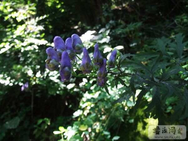 DSCF9351.jpg