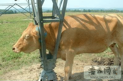 200732629927848.gif