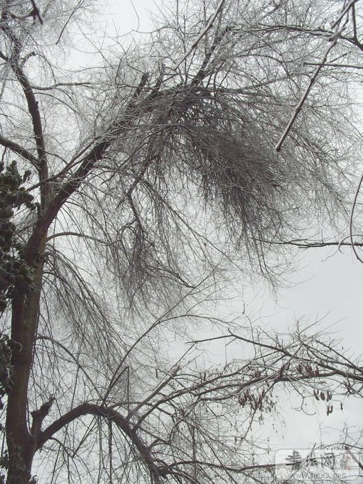 S1054283_СС.jpg