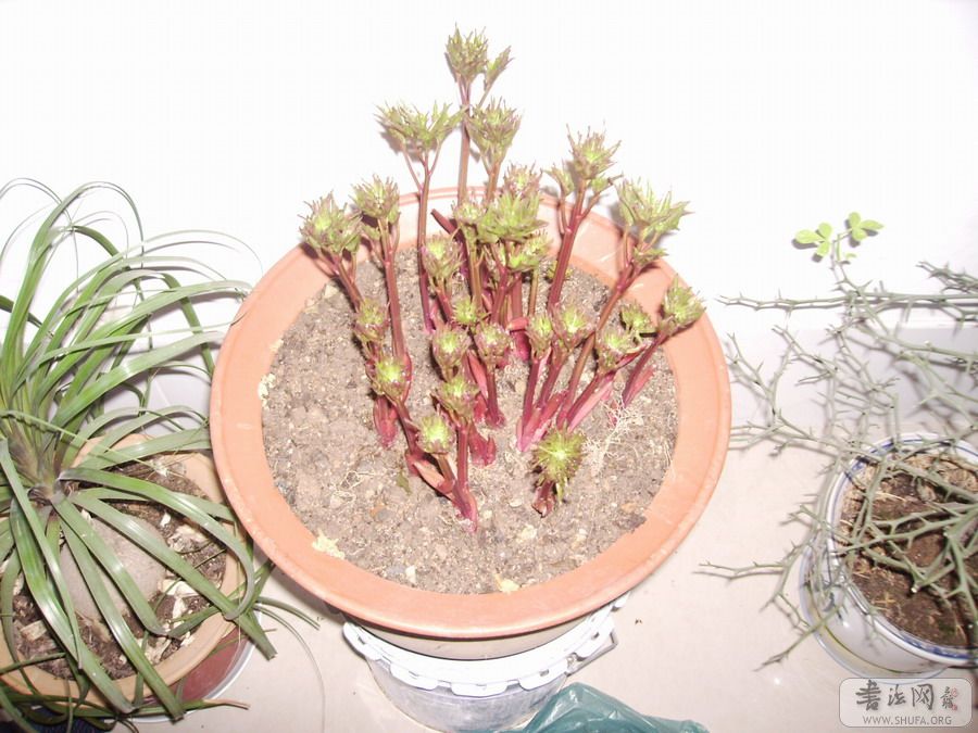 Ƭ 036.jpg