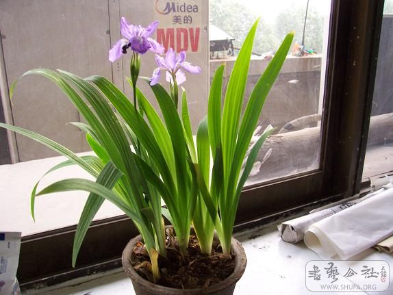 100_1241.JPG