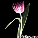 4463.gif