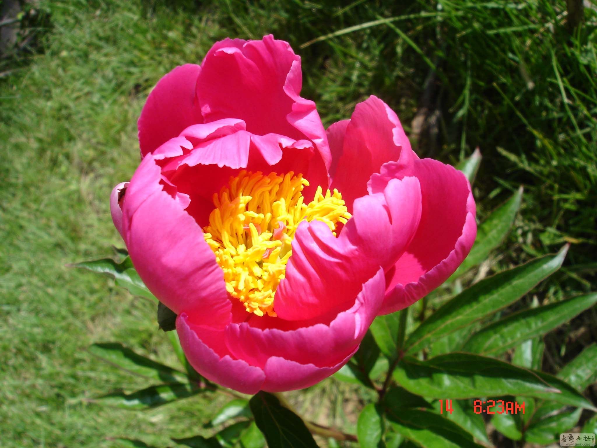DSC04785.JPG