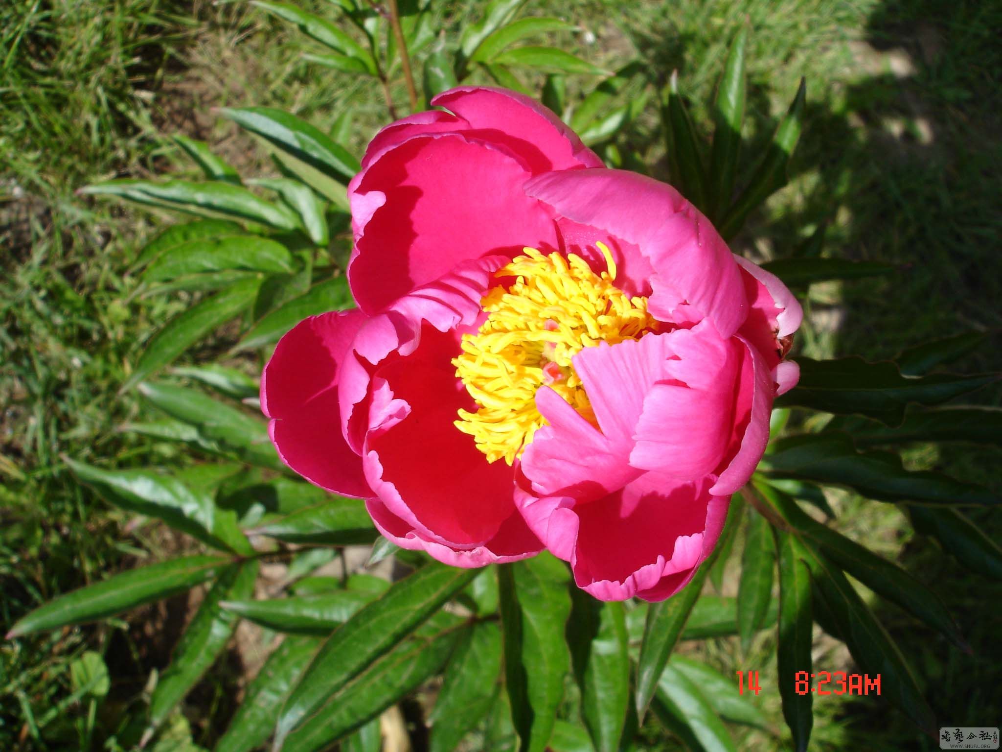 DSC04784.JPG