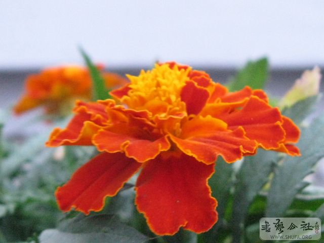 20080522_5f2439fab39fedfafb5eoSesemTRH37y.jpg