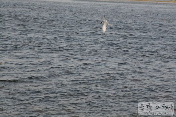 IMG_8947.jpg