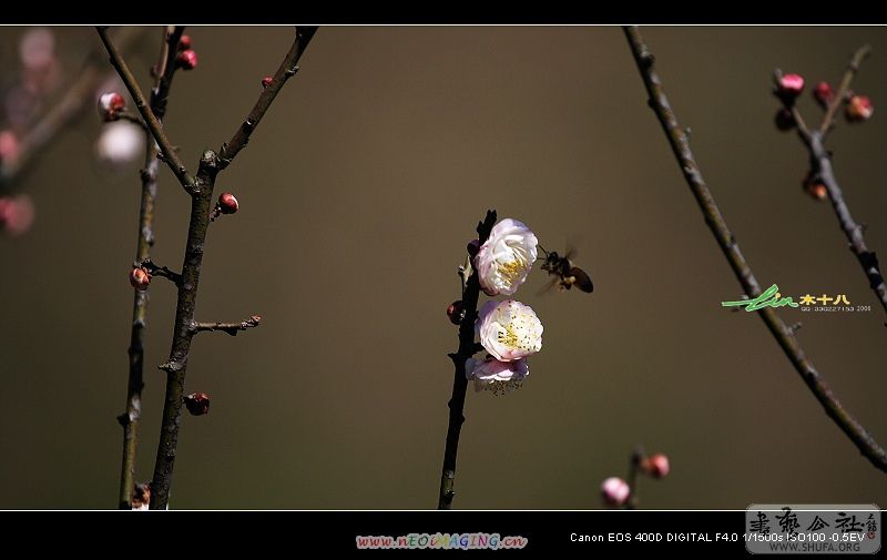 IMG_7999.JPG