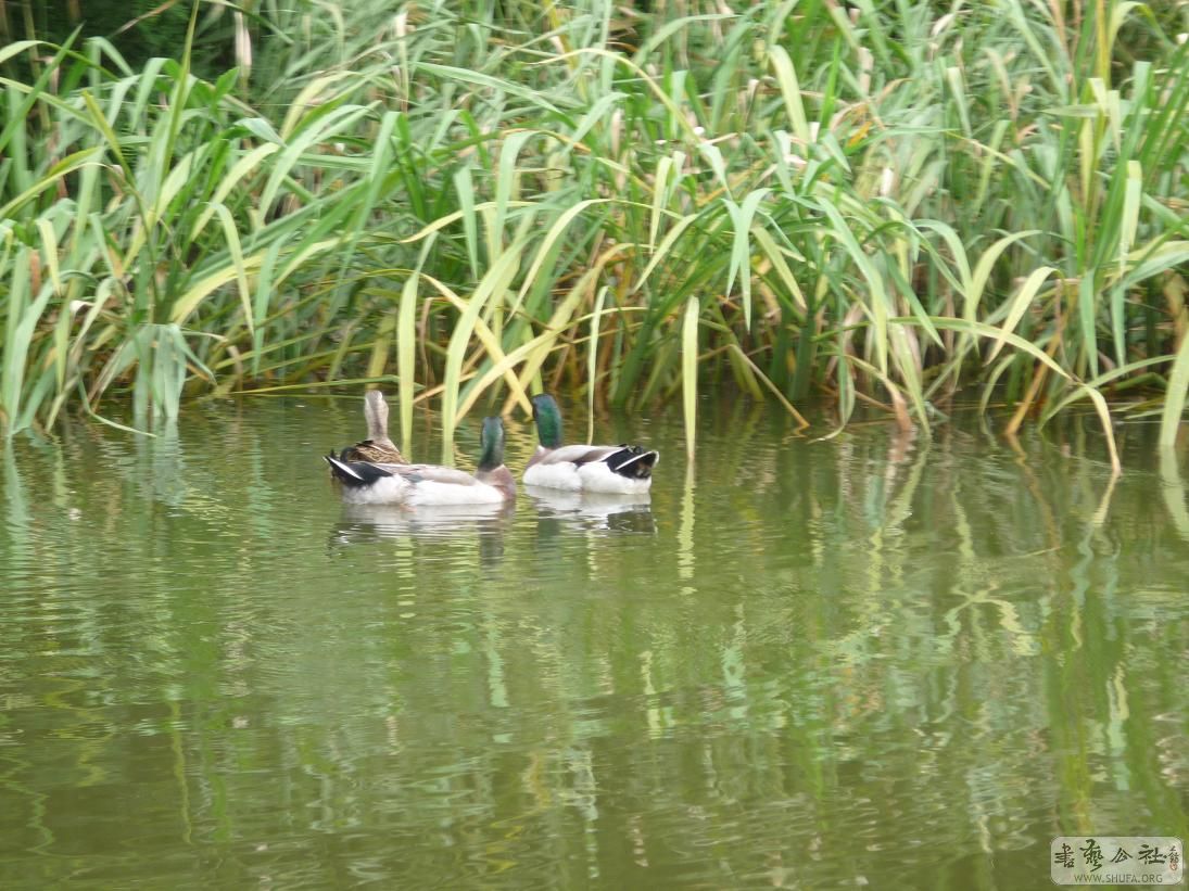 ɷ 056.JPG