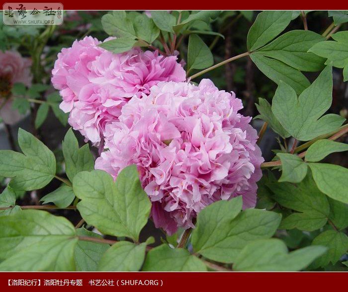 DSC00349.JPG