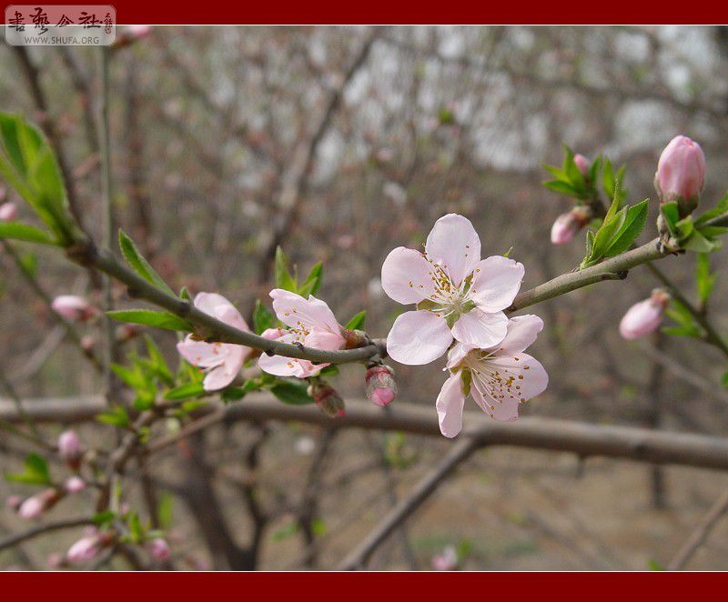 DSC08725.JPG