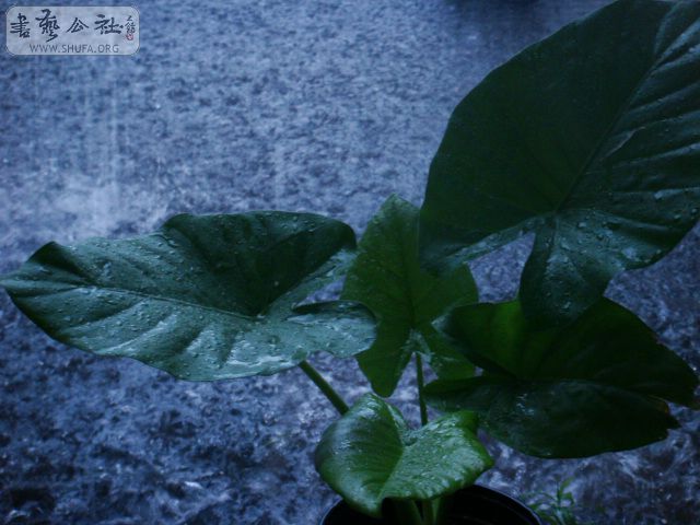 DSC03404.JPG