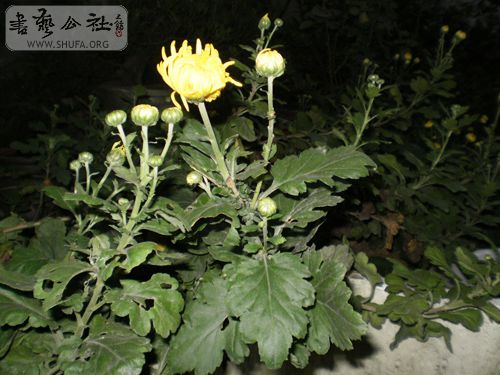 P1040009.JPG