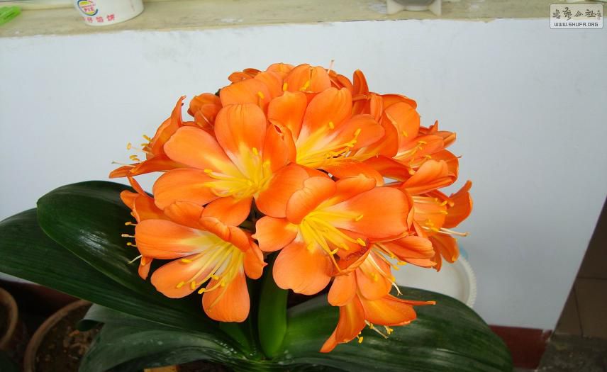 DSC01484.JPG