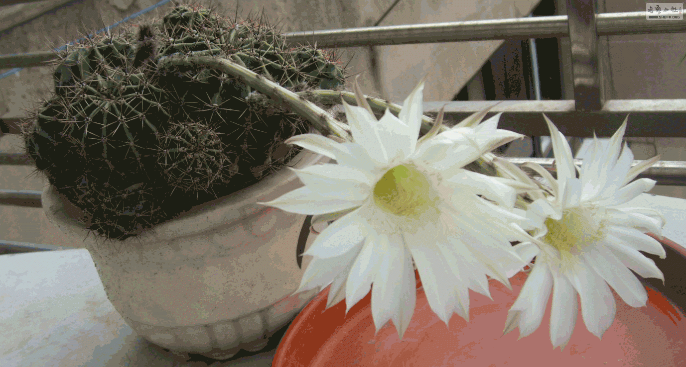 STP60915.gif