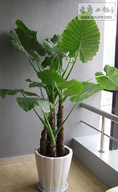 dishuiguanyin.jpg